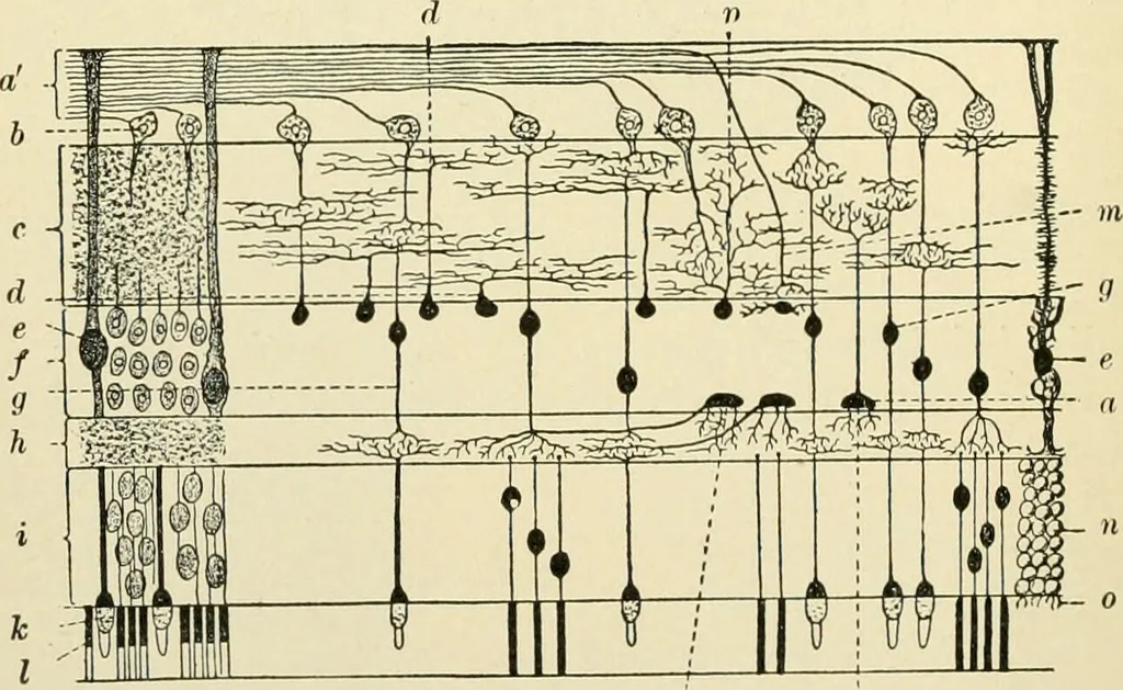 An illustration from Human physiology : prepared with special reference to students of medicine / by Joseph Howard Raymond., 1901, leaf 548