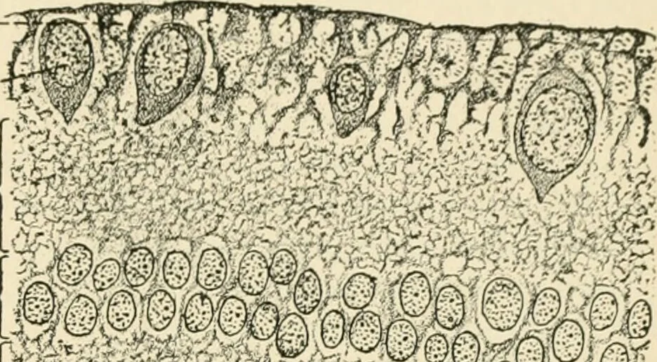 An illustration from Human physiology : prepared with special reference to students of medicine / by Joseph Howard Raymond., 1901, leaf 549