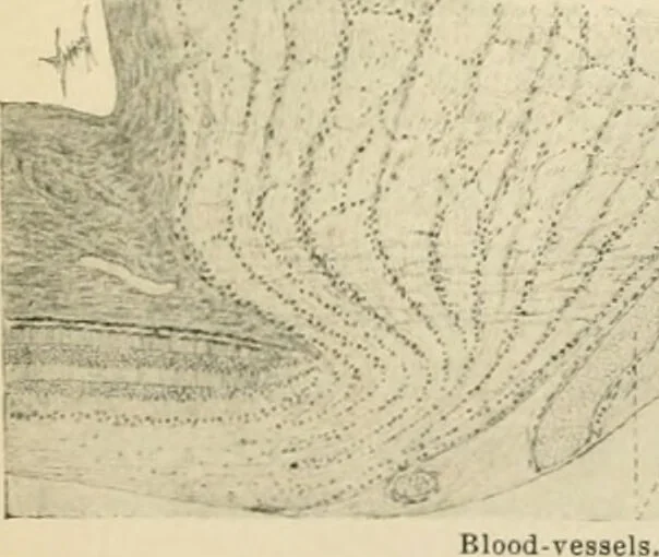 An illustration from Human physiology : prepared with special reference to students of medicine / by Joseph Howard Raymond., 1901, leaf 549