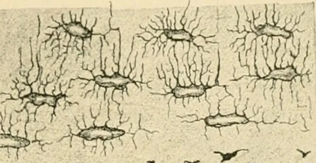An illustration from Human physiology : prepared with special reference to students of medicine / by Joseph Howard Raymond., 1901, leaf 55