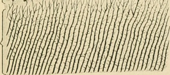An illustration from Human physiology : prepared with special reference to students of medicine / by Joseph Howard Raymond., 1901, leaf 55