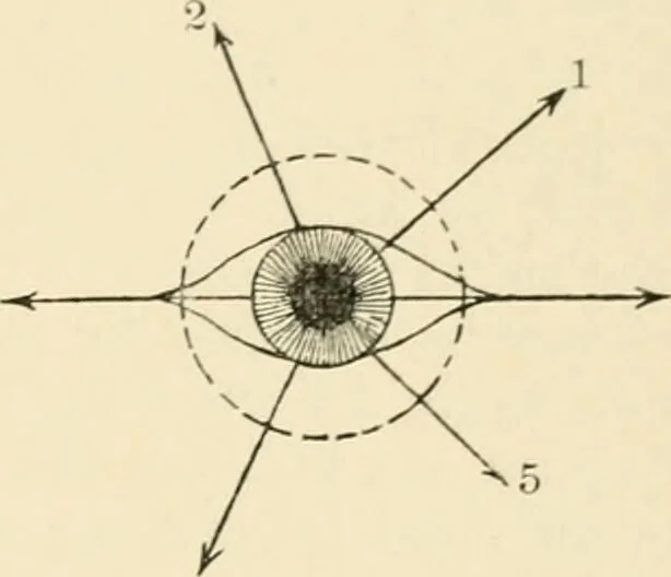 An illustration from Human physiology : prepared with special reference to students of medicine / by Joseph Howard Raymond., 1901, leaf 559