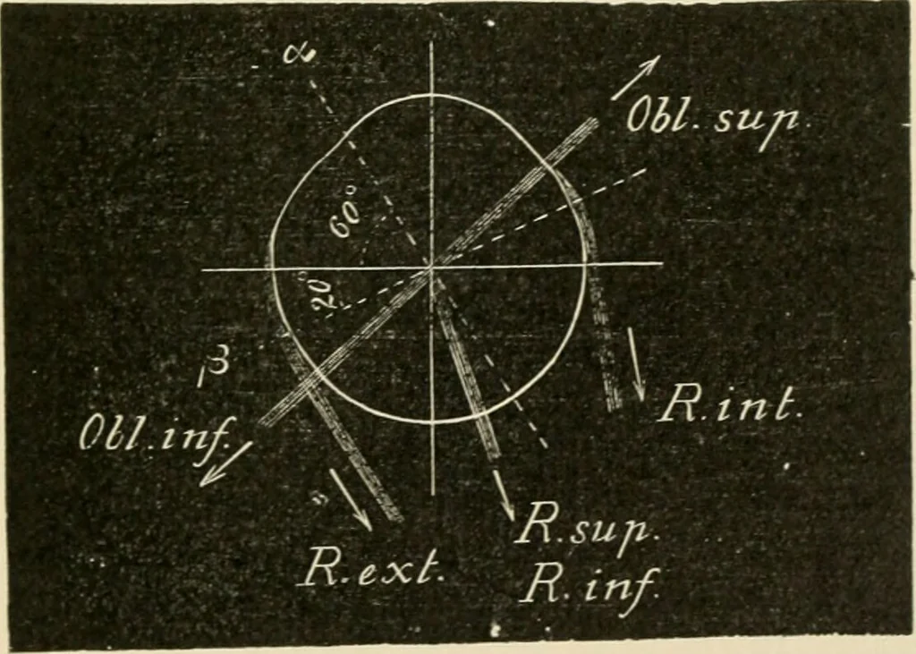 An illustration from Human physiology : prepared with special reference to students of medicine / by Joseph Howard Raymond., 1901, leaf 559
