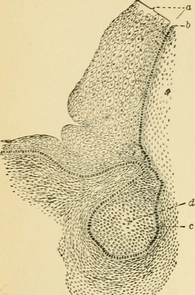 An illustration from Human physiology : prepared with special reference to students of medicine / by Joseph Howard Raymond., 1901, leaf 56