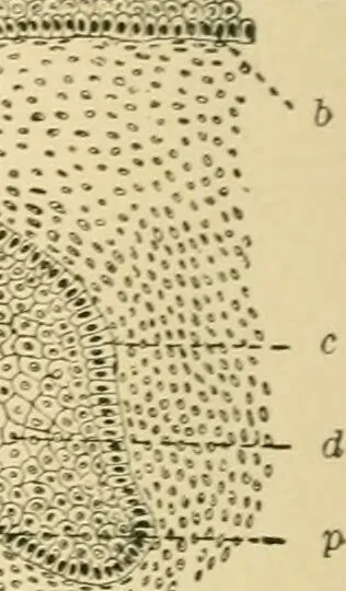 An illustration from Human physiology : prepared with special reference to students of medicine / by Joseph Howard Raymond., 1901, leaf 56