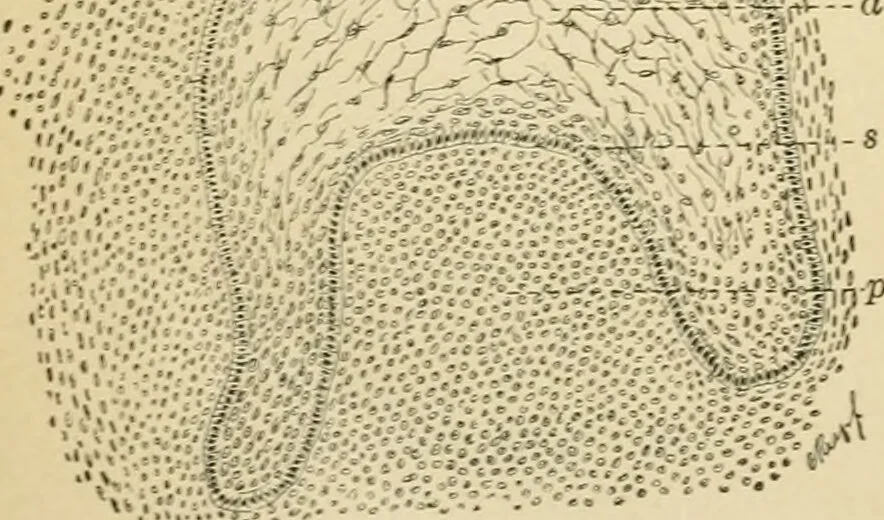 An illustration from Human physiology : prepared with special reference to students of medicine / by Joseph Howard Raymond., 1901, leaf 56
