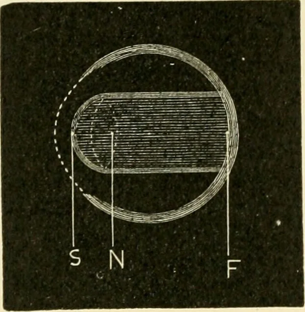 An illustration from Human physiology : prepared with special reference to students of medicine / by Joseph Howard Raymond., 1901, leaf 562
