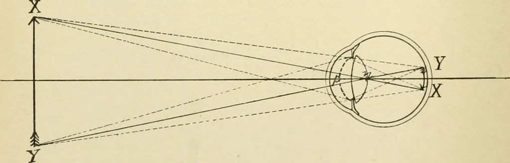 An illustration from Human physiology : prepared with special reference to students of medicine / by Joseph Howard Raymond., 1901, leaf 562