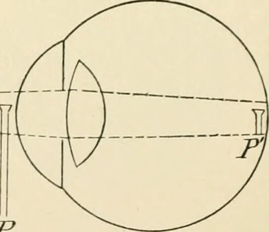 An illustration from Human physiology : prepared with special reference to students of medicine / by Joseph Howard Raymond., 1901, leaf 563