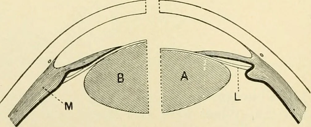 An illustration from Human physiology : prepared with special reference to students of medicine / by Joseph Howard Raymond., 1901, leaf 564