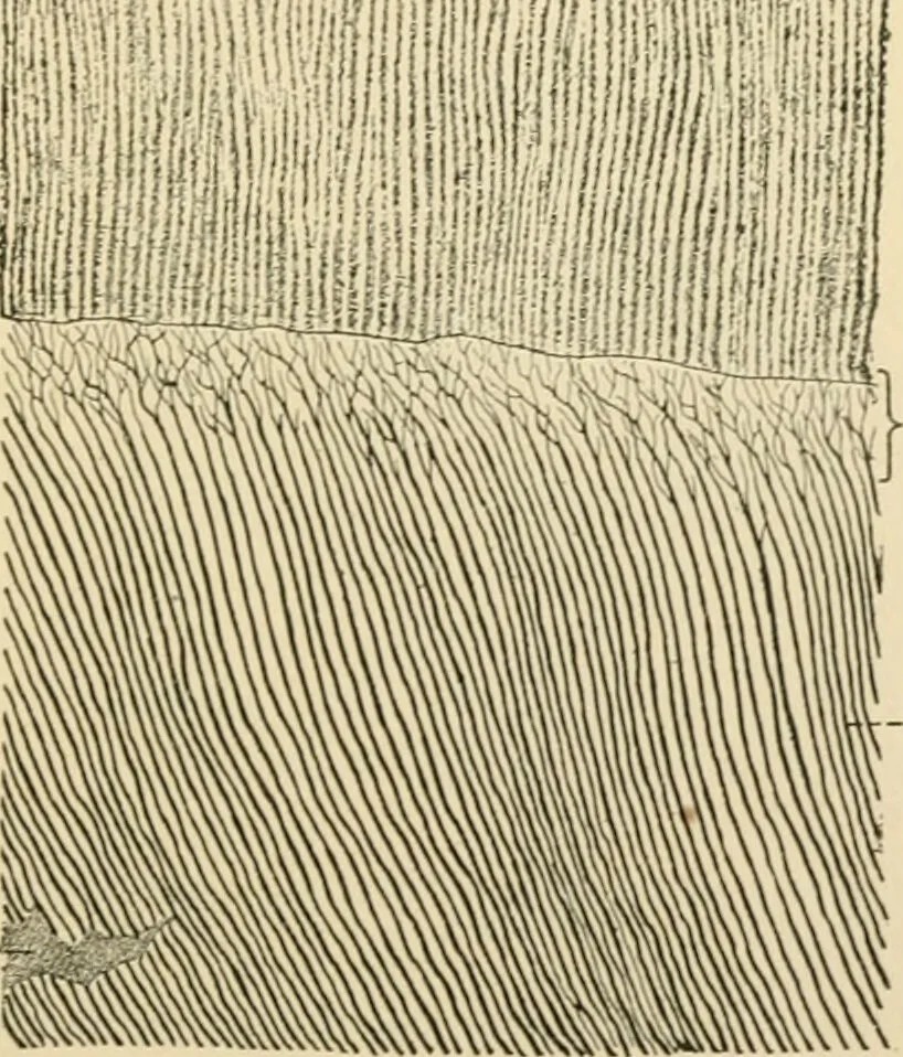 An illustration from Human physiology : prepared with special reference to students of medicine / by Joseph Howard Raymond., 1901, leaf 57