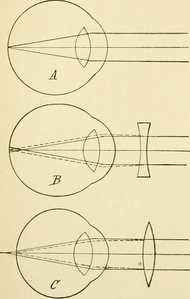 An illustration from Human physiology : prepared with special reference to students of medicine / by Joseph Howard Raymond., 1901, leaf 570