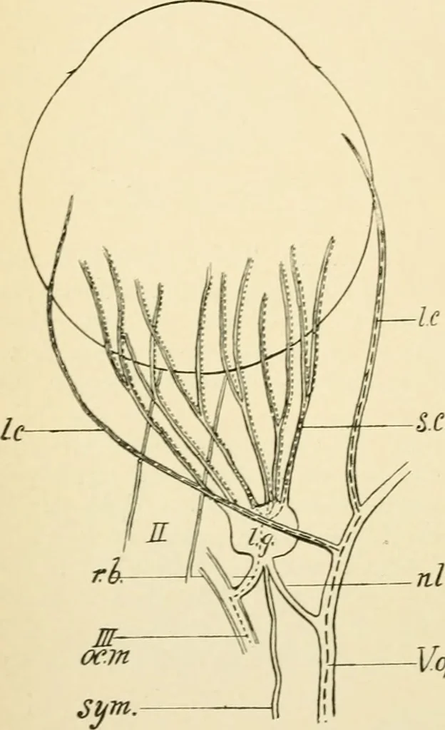 An illustration from Human physiology : prepared with special reference to students of medicine / by Joseph Howard Raymond., 1901, leaf 574