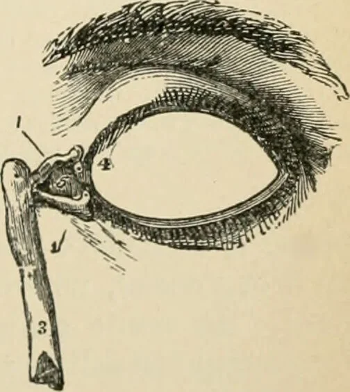 An illustration from Human physiology : prepared with special reference to students of medicine / by Joseph Howard Raymond., 1901, leaf 593