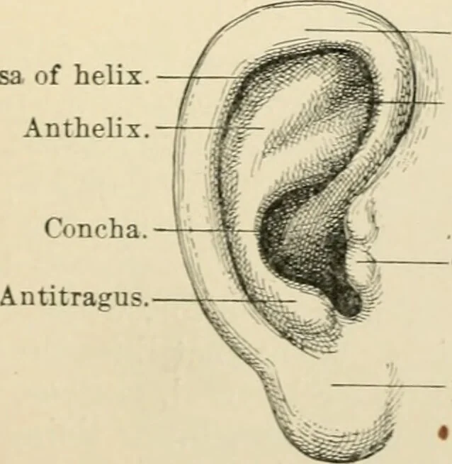 An illustration from Human physiology : prepared with special reference to students of medicine / by Joseph Howard Raymond., 1901, leaf 595