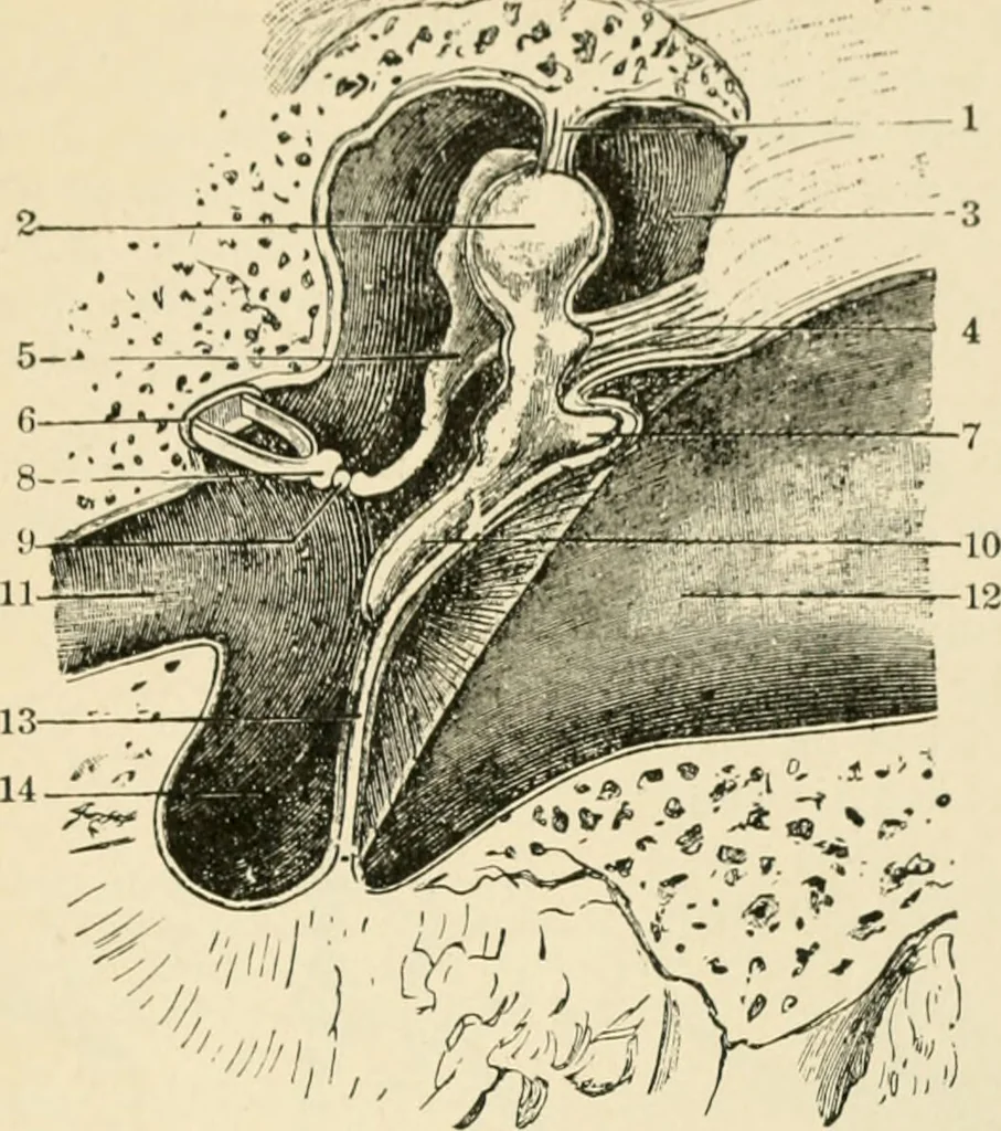 An illustration from Human physiology : prepared with special reference to students of medicine / by Joseph Howard Raymond., 1901, leaf 597