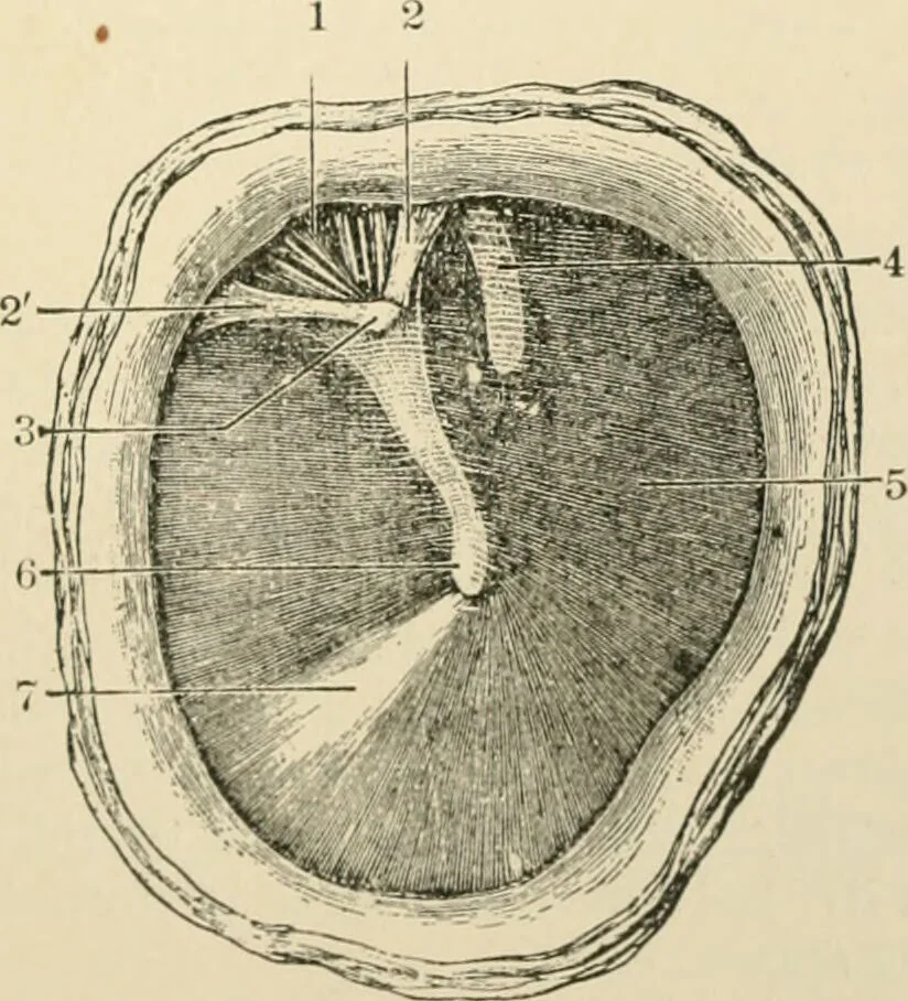 An illustration from Human physiology : prepared with special reference to students of medicine / by Joseph Howard Raymond., 1901, leaf 597