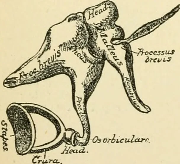 An illustration from Human physiology : prepared with special reference to students of medicine / by Joseph Howard Raymond., 1901, leaf 598