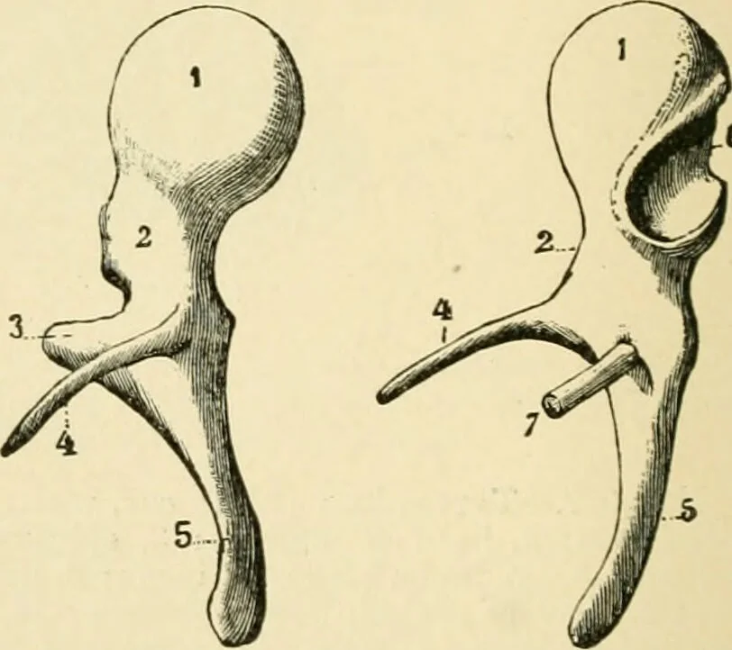An illustration from Human physiology : prepared with special reference to students of medicine / by Joseph Howard Raymond., 1901, leaf 598