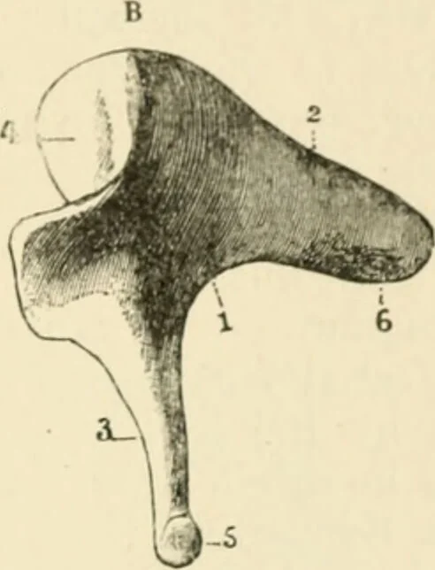 An illustration from Human physiology : prepared with special reference to students of medicine / by Joseph Howard Raymond., 1901, leaf 599
