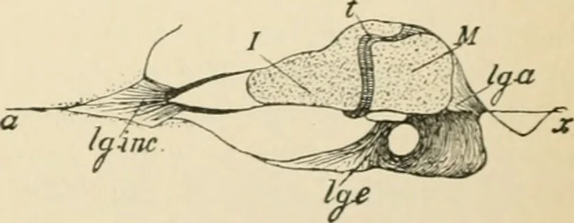 An illustration from Human physiology : prepared with special reference to students of medicine / by Joseph Howard Raymond., 1901, leaf 599