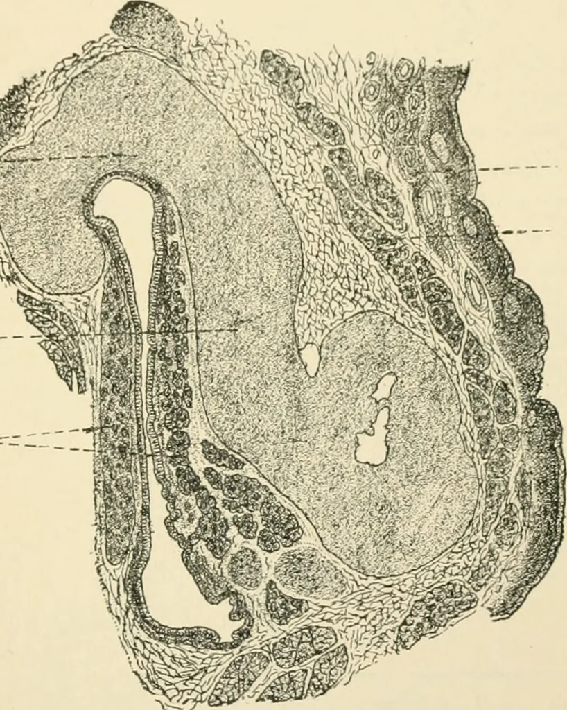 An illustration from Human physiology : prepared with special reference to students of medicine / by Joseph Howard Raymond., 1901, leaf 601