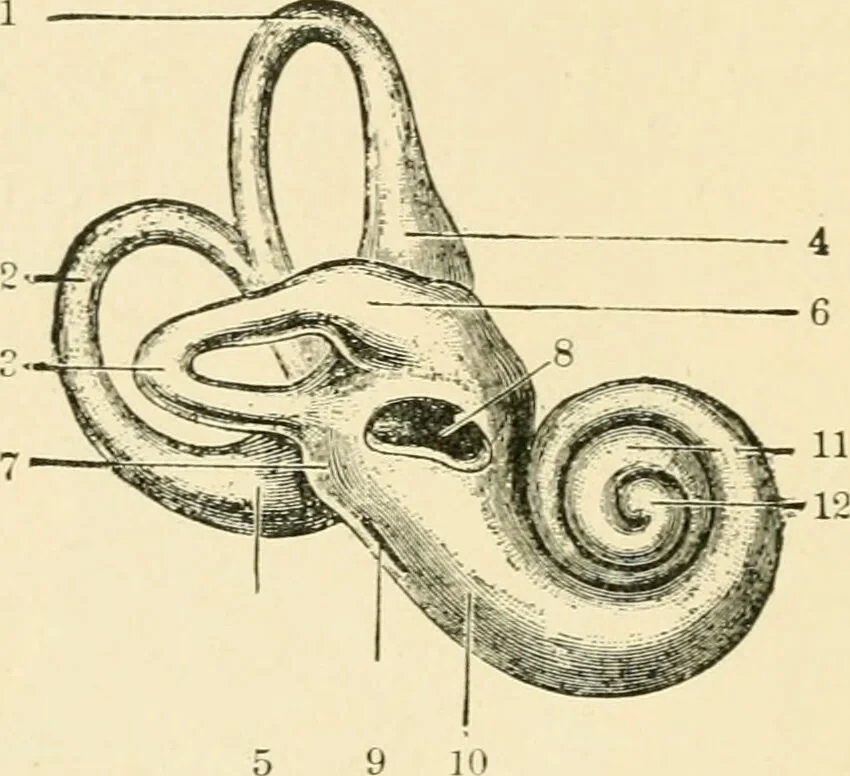 An illustration from Human physiology : prepared with special reference to students of medicine / by Joseph Howard Raymond., 1901, leaf 602