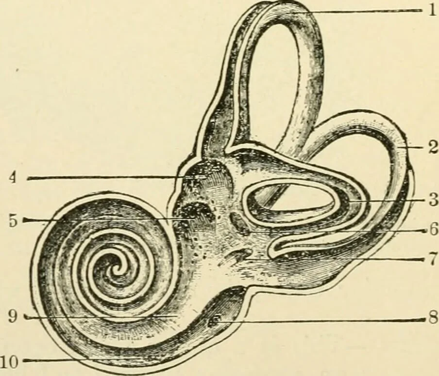 An illustration from Human physiology : prepared with special reference to students of medicine / by Joseph Howard Raymond., 1901, leaf 602