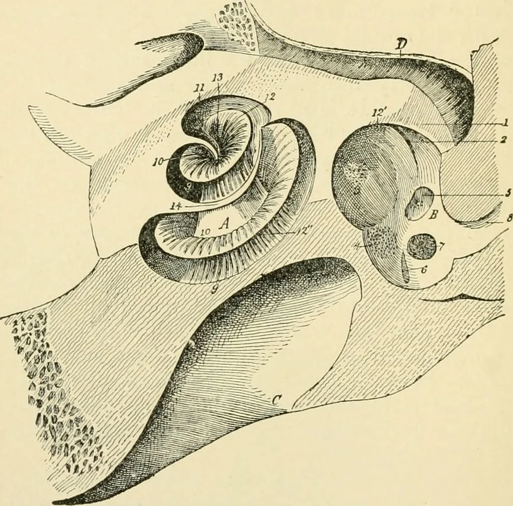 An illustration from Human physiology : prepared with special reference to students of medicine / by Joseph Howard Raymond., 1901, leaf 604