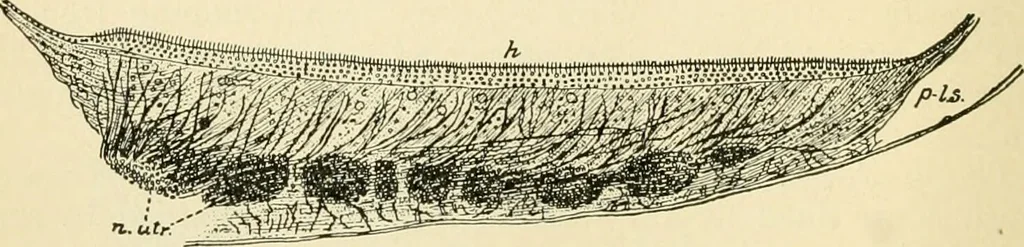 An illustration from Human physiology : prepared with special reference to students of medicine / by Joseph Howard Raymond., 1901, leaf 606