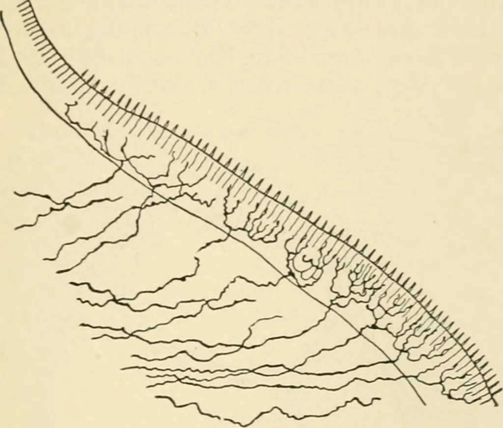An illustration from Human physiology : prepared with special reference to students of medicine / by Joseph Howard Raymond., 1901, leaf 607