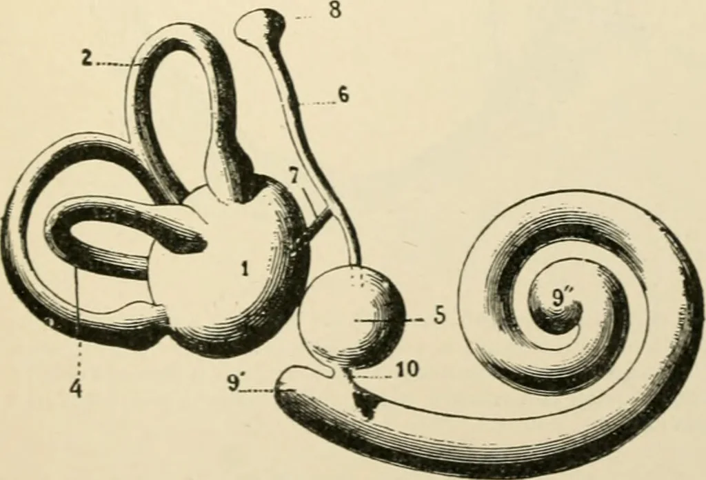 An illustration from Human physiology : prepared with special reference to students of medicine / by Joseph Howard Raymond., 1901, leaf 607