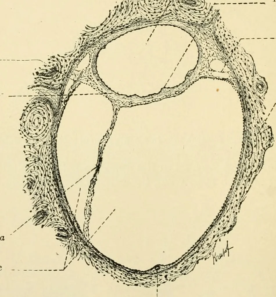 An illustration from Human physiology : prepared with special reference to students of medicine / by Joseph Howard Raymond., 1901, leaf 608