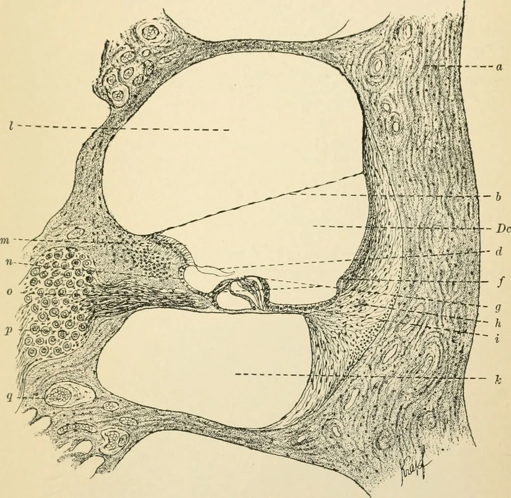 An illustration from Human physiology : prepared with special reference to students of medicine / by Joseph Howard Raymond., 1901, leaf 609