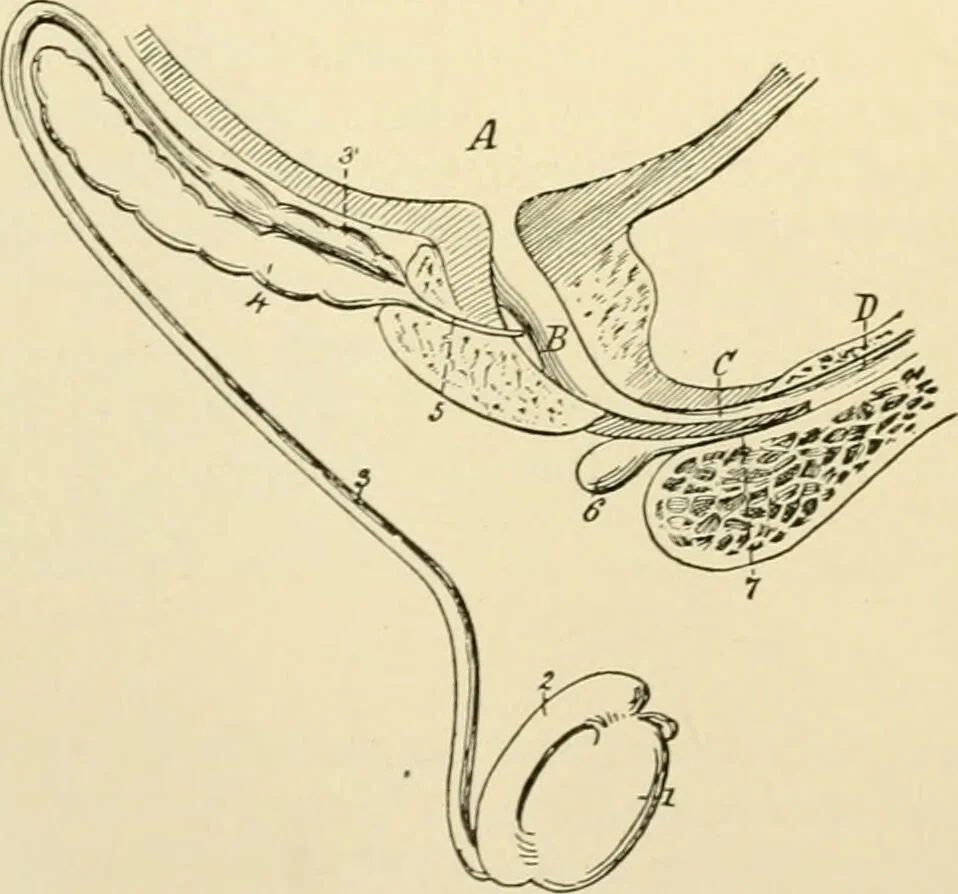 An illustration from Human physiology : prepared with special reference to students of medicine / by Joseph Howard Raymond., 1901, leaf 620