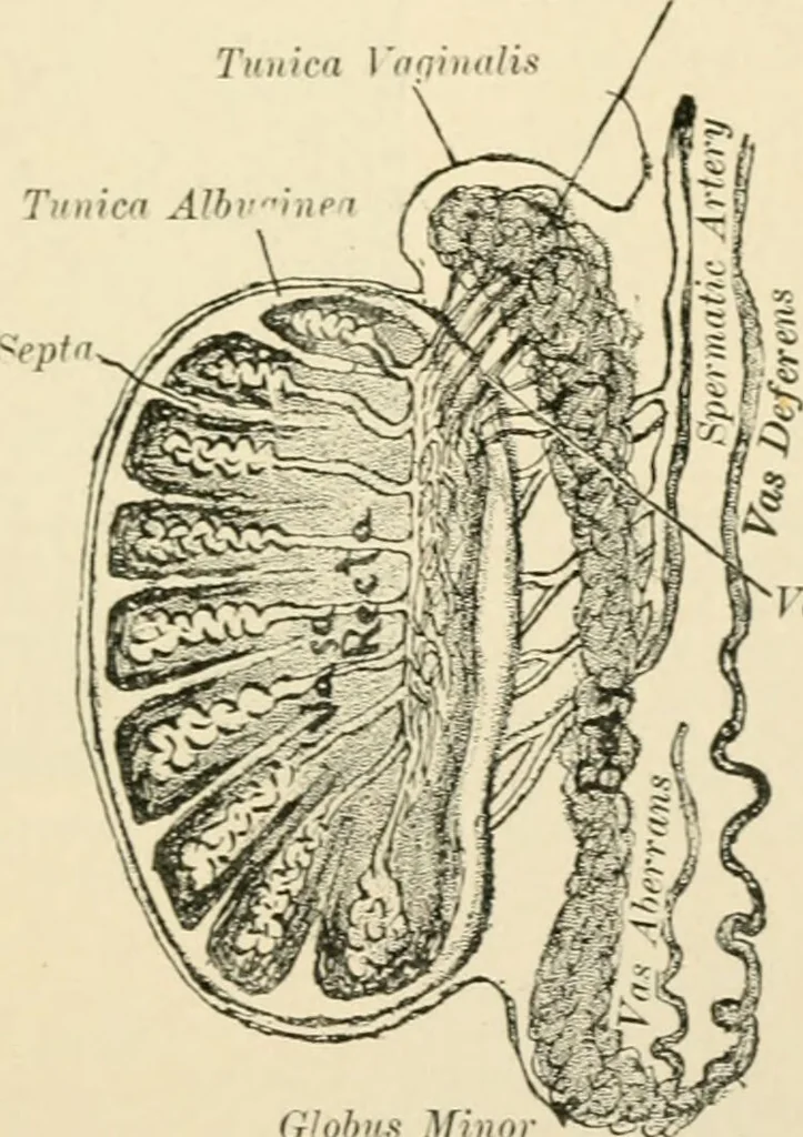 An illustration from Human physiology : prepared with special reference to students of medicine / by Joseph Howard Raymond., 1901, leaf 621
