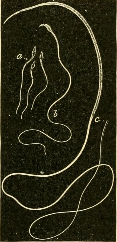 An illustration from Human physiology : prepared with special reference to students of medicine / by Joseph Howard Raymond., 1901, leaf 622