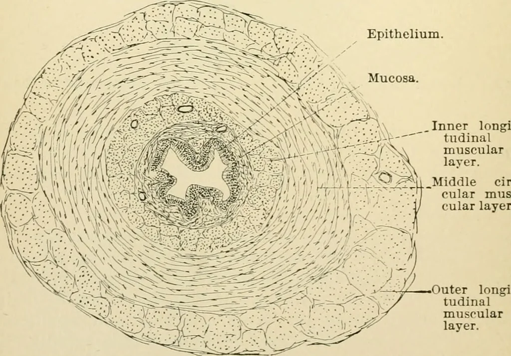 An illustration from Human physiology : prepared with special reference to students of medicine / by Joseph Howard Raymond., 1901, leaf 622