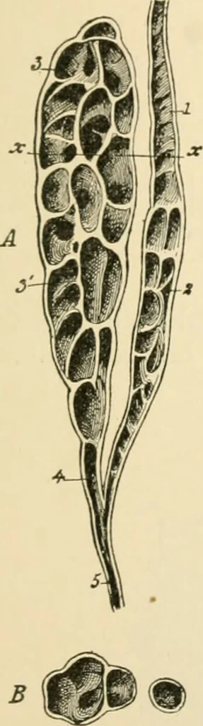 An illustration from Human physiology : prepared with special reference to students of medicine / by Joseph Howard Raymond., 1901, leaf 623
