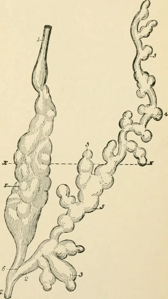 An illustration from Human physiology : prepared with special reference to students of medicine / by Joseph Howard Raymond., 1901, leaf 623