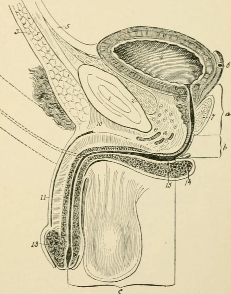 An illustration from Human physiology : prepared with special reference to students of medicine / by Joseph Howard Raymond., 1901, leaf 625