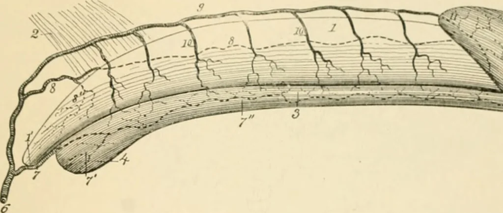 An illustration from Human physiology : prepared with special reference to students of medicine / by Joseph Howard Raymond., 1901, leaf 627
