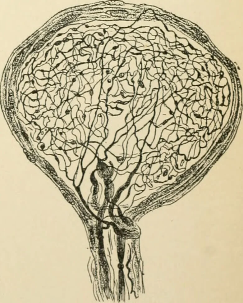An illustration from Human physiology : prepared with special reference to students of medicine / by Joseph Howard Raymond., 1901, leaf 627