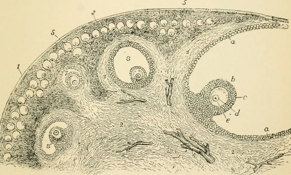 An illustration from Human physiology : prepared with special reference to students of medicine / by Joseph Howard Raymond., 1901, leaf 629