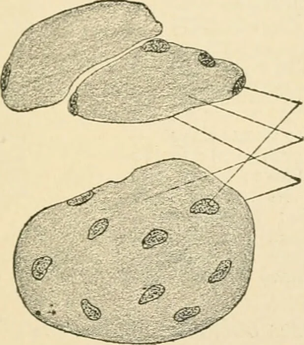 An illustration from Human physiology : prepared with special reference to students of medicine / by Joseph Howard Raymond., 1901, leaf 63