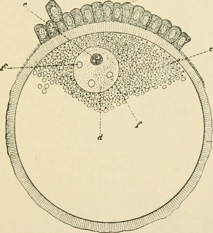 An illustration from Human physiology : prepared with special reference to students of medicine / by Joseph Howard Raymond., 1901, leaf 631