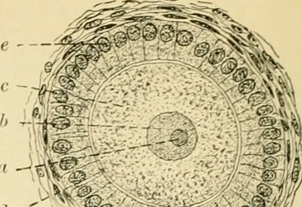 An illustration from Human physiology : prepared with special reference to students of medicine / by Joseph Howard Raymond., 1901, leaf 632