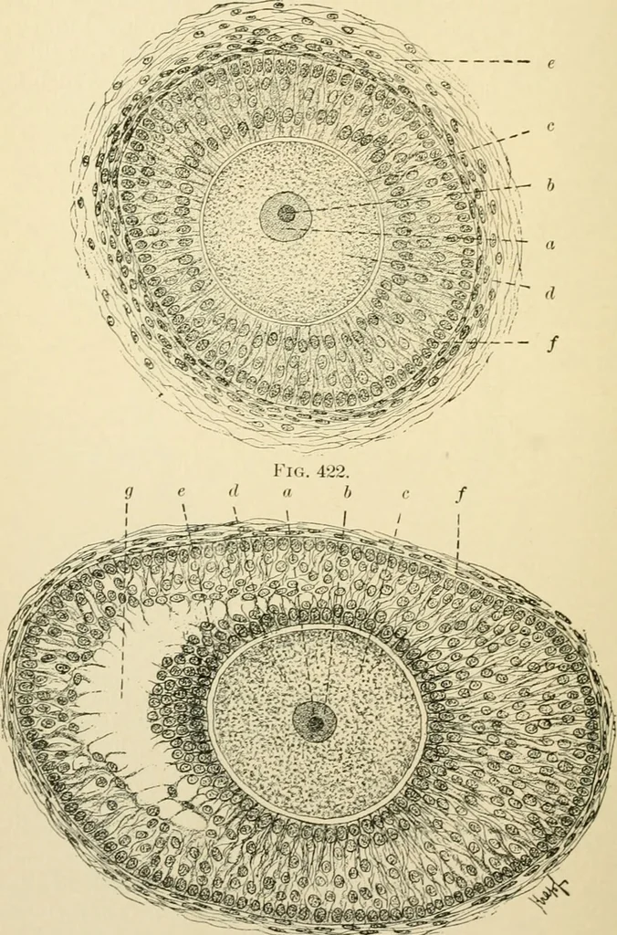 An illustration from Human physiology : prepared with special reference to students of medicine / by Joseph Howard Raymond., 1901, leaf 632