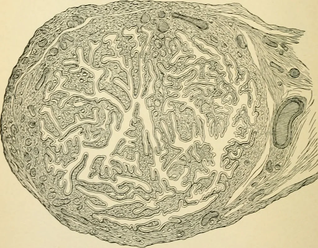 An illustration from Human physiology : prepared with special reference to students of medicine / by Joseph Howard Raymond., 1901, leaf 636