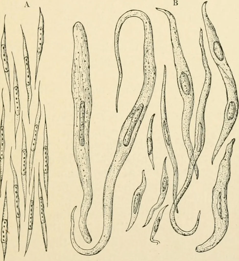 An illustration from Human physiology : prepared with special reference to students of medicine / by Joseph Howard Raymond., 1901, leaf 639